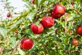 Apple trees loaded with apples in an orchard Royalty Free Stock Photo