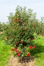 Apple trees loaded with apples in an orchard Royalty Free Stock Photo