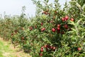 Apple trees loaded with apples in an orchard in summer Royalty Free Stock Photo