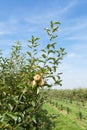 Apple trees loaded with apples in an orchard in summer Royalty Free Stock Photo