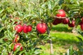 Apple trees loaded with apples in an orchard in summer Royalty Free Stock Photo