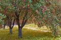 Apple trees orchard in autumn.Heavy branches with falling organic ripe red apples are overhanging path of apple garden. Royalty Free Stock Photo