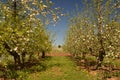 apple trees Royalty Free Stock Photo