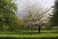 Apple trees orchard blossoming Royalty Free Stock Photo