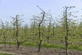 apple trees in the orchard in cloudy weather