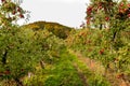 Apple trees in orchard. Idared cultivar