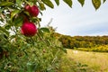 Apple trees in orchard. Idared cultivar