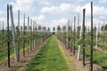 Apple trees in an orchard.