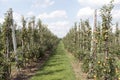 Apple trees in an orchard.