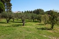 Apple trees orchard in a sunny day, clear blue sky Royalty Free Stock Photo