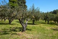 Apple trees orchard in a sunny day, clear blue sky Royalty Free Stock Photo