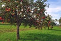 Apple trees orchard Royalty Free Stock Photo