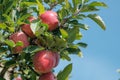 Apple trees outdoor, ready for collecting organic fruit