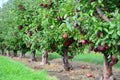 Apple Trees