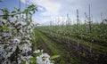 Apple trees plantation. Row of flowering seedlings with footpaths and grass