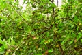 Apple trees with ripening apples