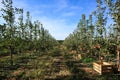 Apple trees row with boxes for fruits Royalty Free Stock Photo