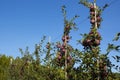 Apple trees in row before harvest. Large red delicious apples on a tree branch in an orchard. Royalty Free Stock Photo