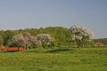 Apple trees in spring, Lower Saxony, Germany