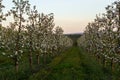 apple trees in the spring in the orchard, young apple trees on a plantation in the countryside Royalty Free Stock Photo