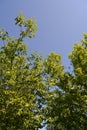 Apple trees in summer garden. Green foliage against clear blue sky Royalty Free Stock Photo