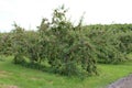 Apple trees