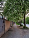 Apple trees with white flowers along the path Royalty Free Stock Photo