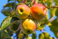 Apple trio Royalty Free Stock Photo