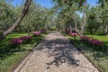 Apple and tulip blossoms in park on sunny spring afternoon. Road in Park