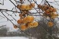 Apple under snow Royalty Free Stock Photo