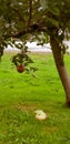 Red apple tree in Ohio Royalty Free Stock Photo