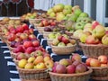 Apple varieties on display