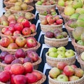 Apple varieties on display UK