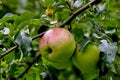 Apple of the variety Pinova - or Pinata, Sonata or Corail - Malus domestica Pinova, cross between the varieties Clivia and Golden Royalty Free Stock Photo