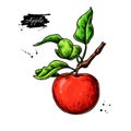 Apple vector drawing. Hand drawn tree branch with fruit and leaves. Summer food illustration.