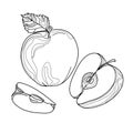 Apple vector illustration.Apples whole and cut abstract art.Line Art Black white apple fruit isolated on white