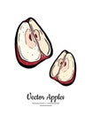 Apple vector isolated. Red fruit hand drawn illustration. Trendy food vegetarian fruit logo, icon. Quarters cut apple