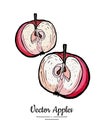 Apple vector isolated. Red fruit hand drawn illustration. Trendy food vegetarian menu fruit logo, icon. Half cut apple Royalty Free Stock Photo