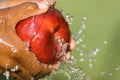 Apple Washing Royalty Free Stock Photo