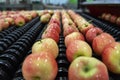 Apple Washing, Sorting, Grading and Waxing Line in Fresh Produce Distribution Center