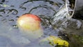 Apple water swimming