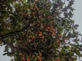 Apple Water Tree Laden with Fruits