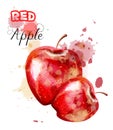 Apple watercolor isolated Vector. Juicy colorful fruits illustrations