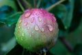 Apple waterdrops mourning moody macro Royalty Free Stock Photo