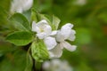 Apple white flowers with green leaves closeup garden background spring