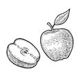 Apple whole and half with leaf. Vintage black engraving