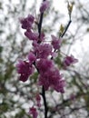 Apple wood Tree in Blossom