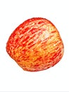 Apple (malus domestica) image on white Royalty Free Stock Photo