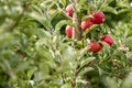 Apple (Malus domestica) Royalty Free Stock Photo