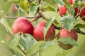 Apple (Malus domestica) Royalty Free Stock Photo